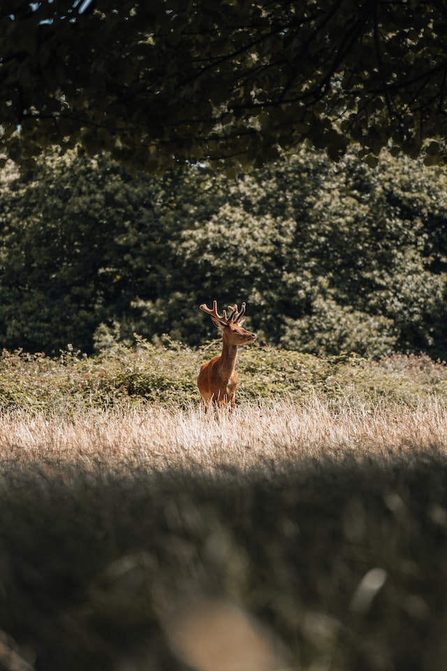 A deer in Richmond Park